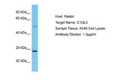 C1QL3 Rabbit anti-Human, Polyclonal, Novus Biologicals 0.1 mL | Buy Online | Novus Biologicals | Fisher Scientific